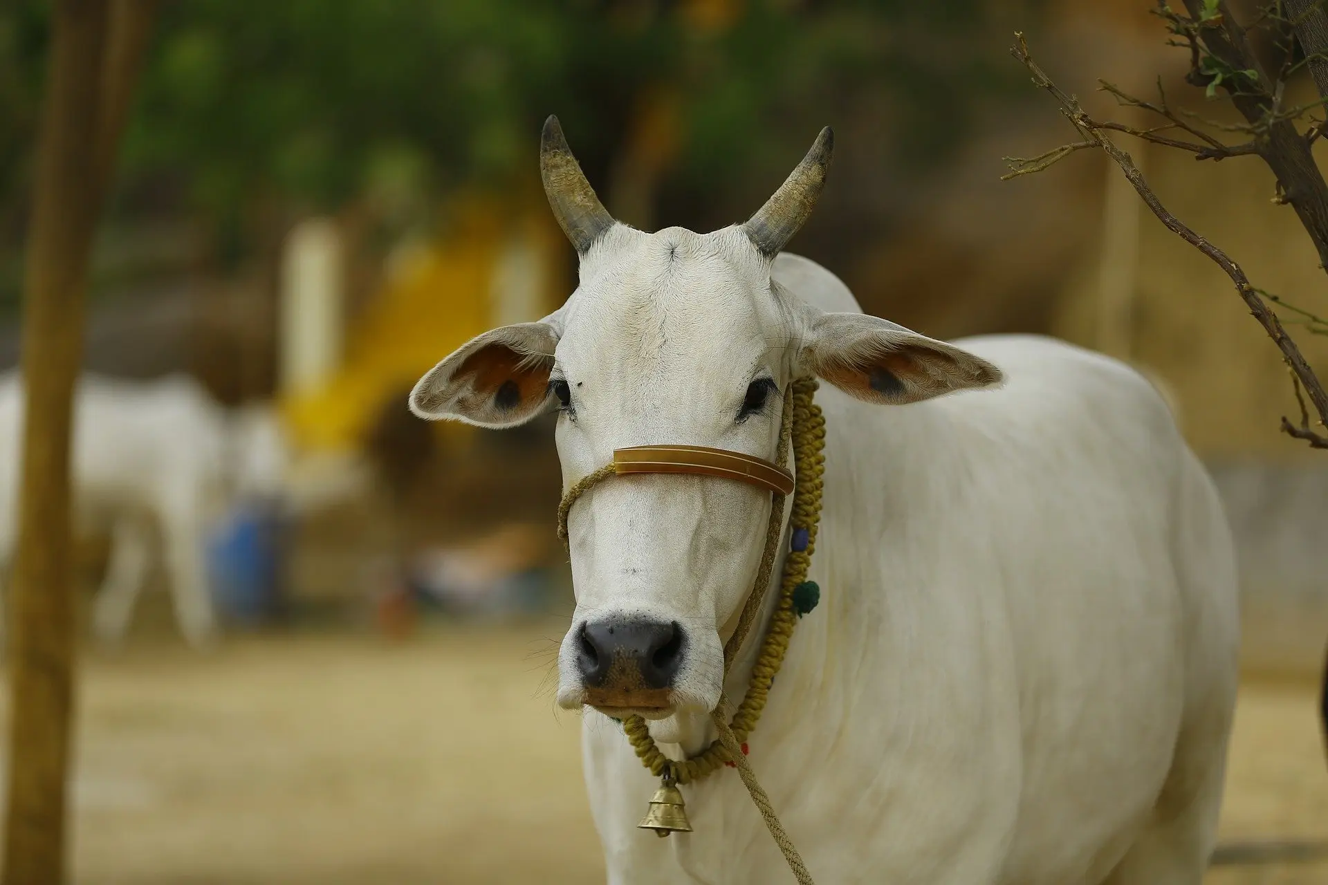 Gau Seva